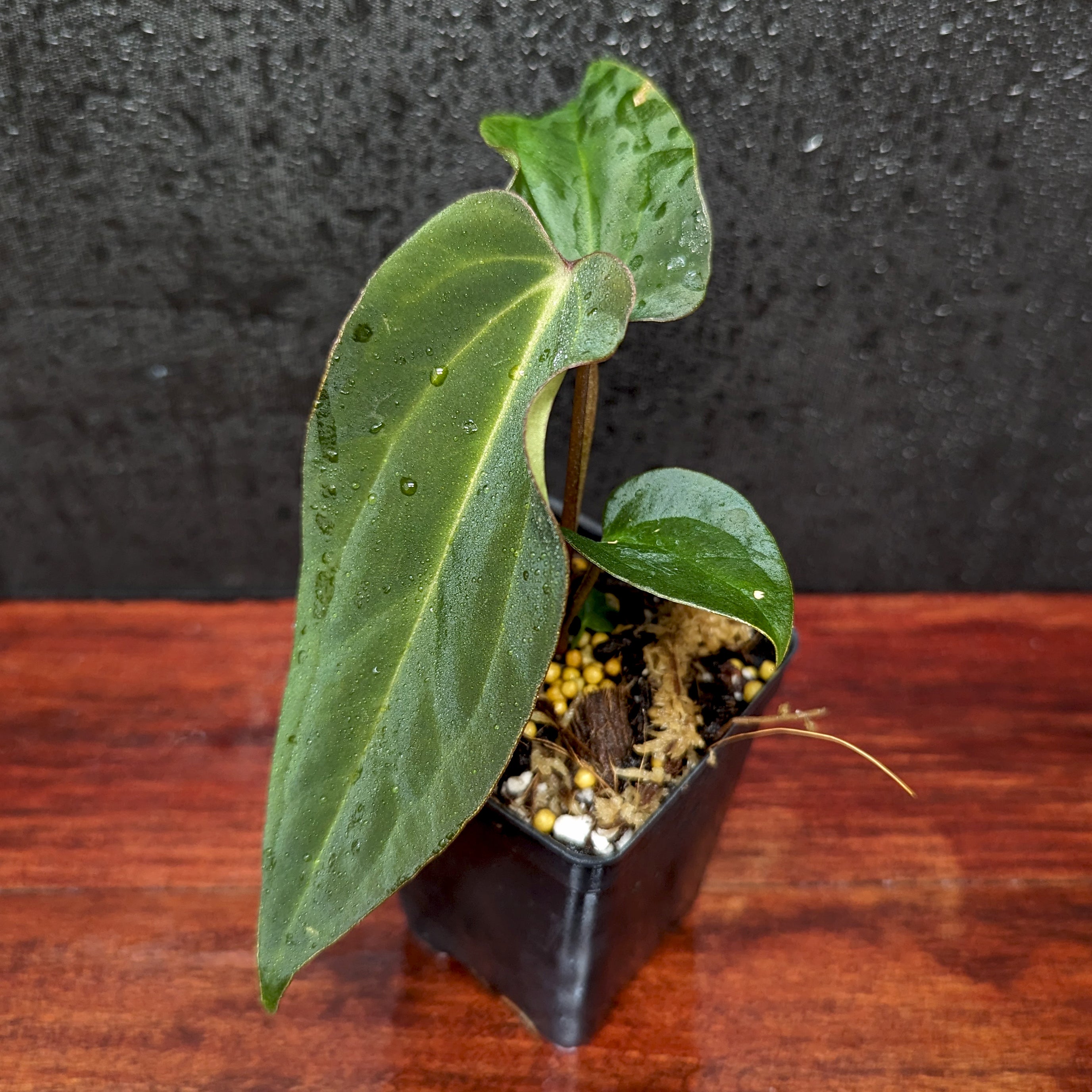 Anthurium Ace of Spades x antolakii (BVEP), CAR-0423 – Carnivero