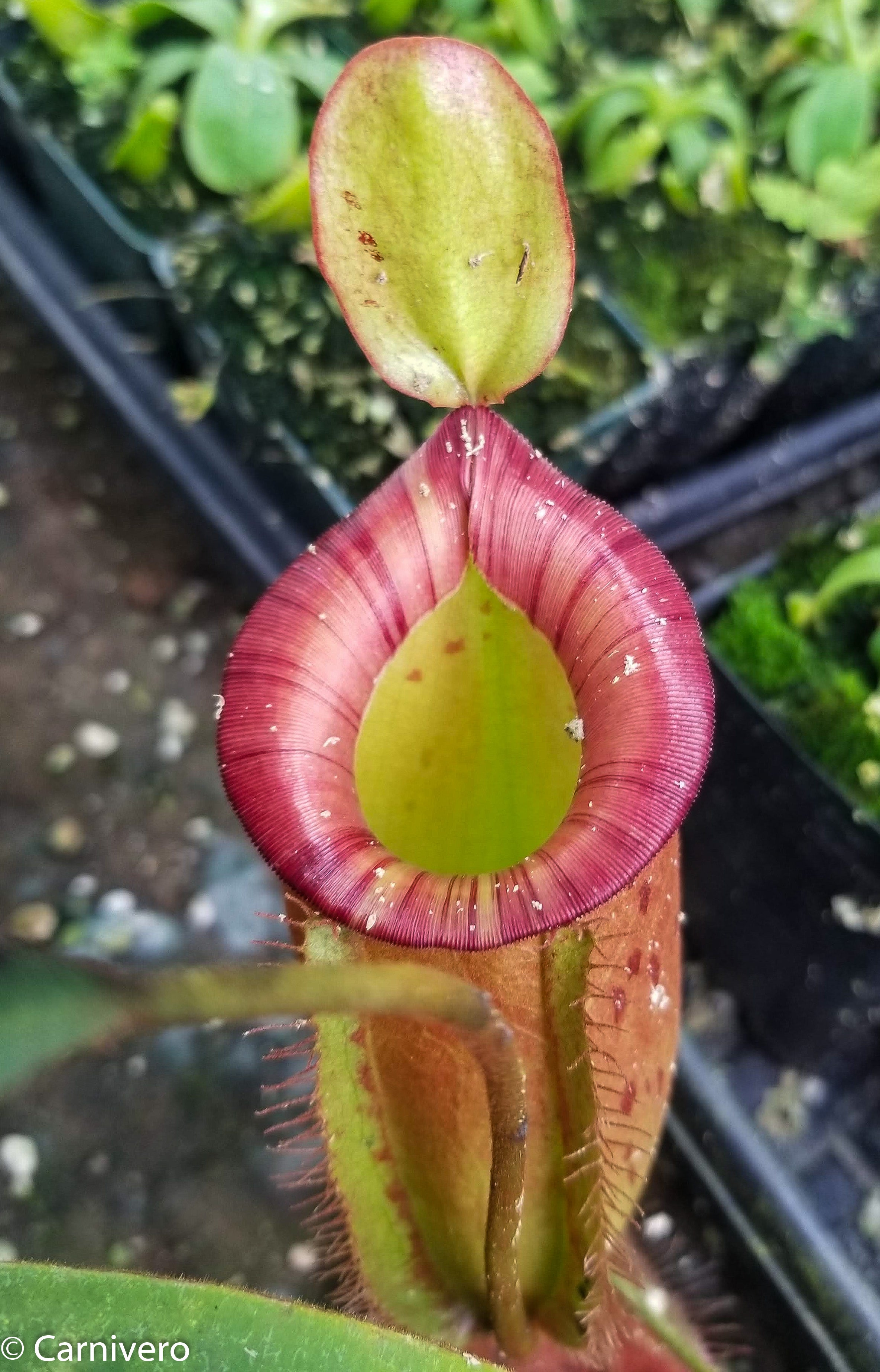 Nepenthes ampullaria x spectabilis – Carnivero