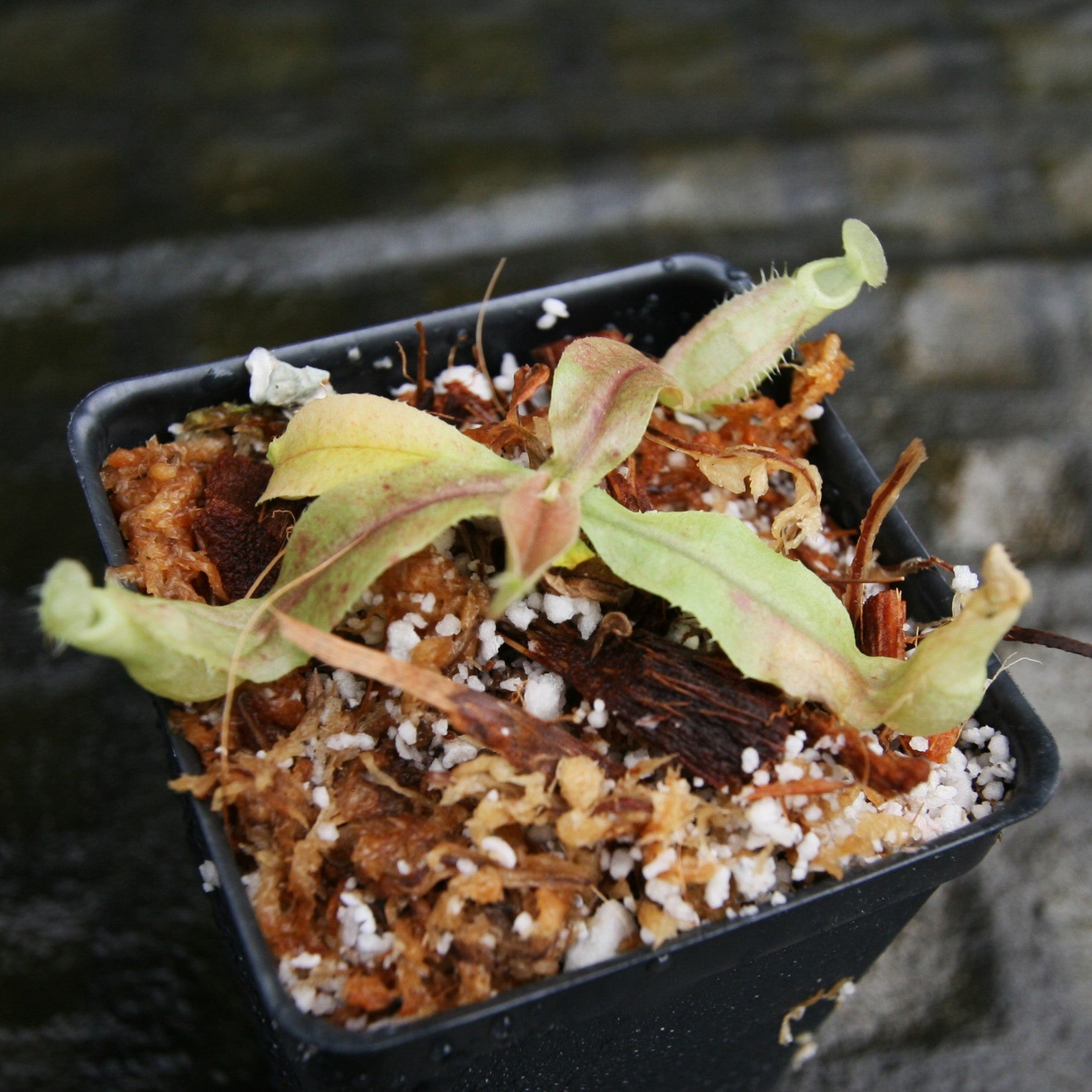 IMG_6389.jpg?v=1675017768&