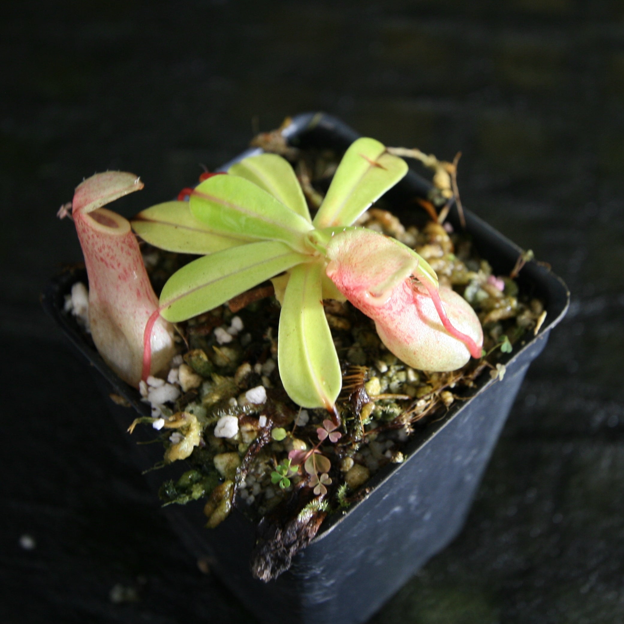 Nepenthes ventricosa (Denver x AG3), CAR-0072 – Carnivero