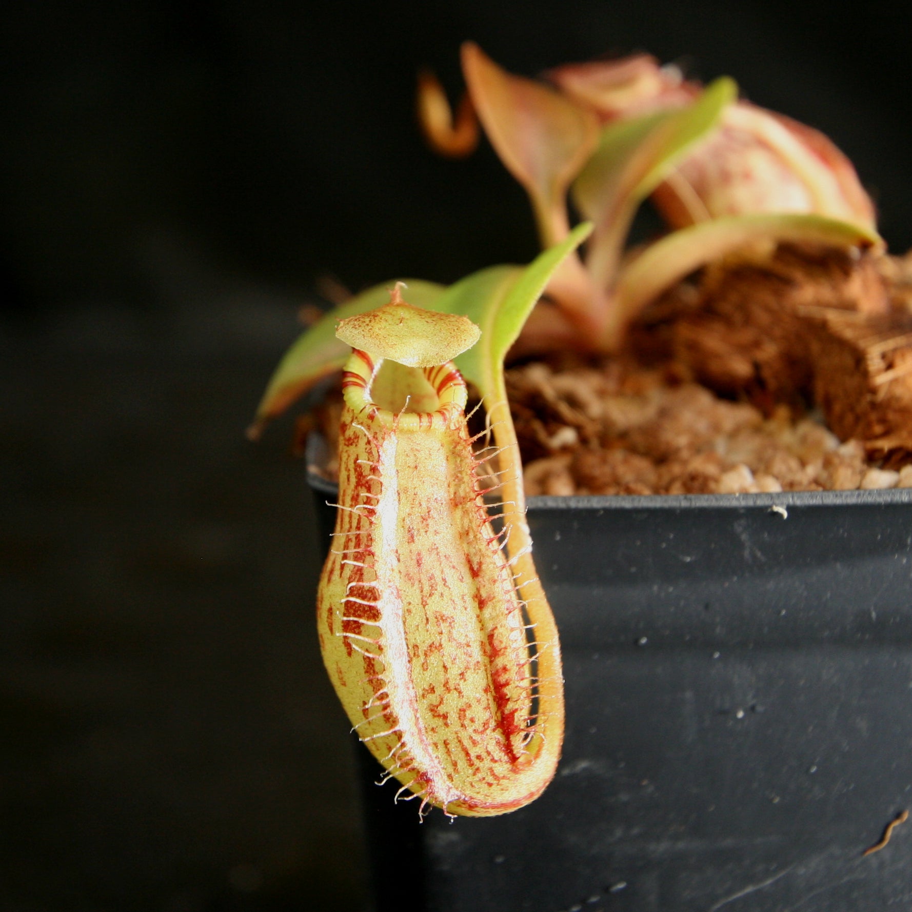 Nepenthes robcantleyi x (aristolochioides x spectabilis) – Carnivero