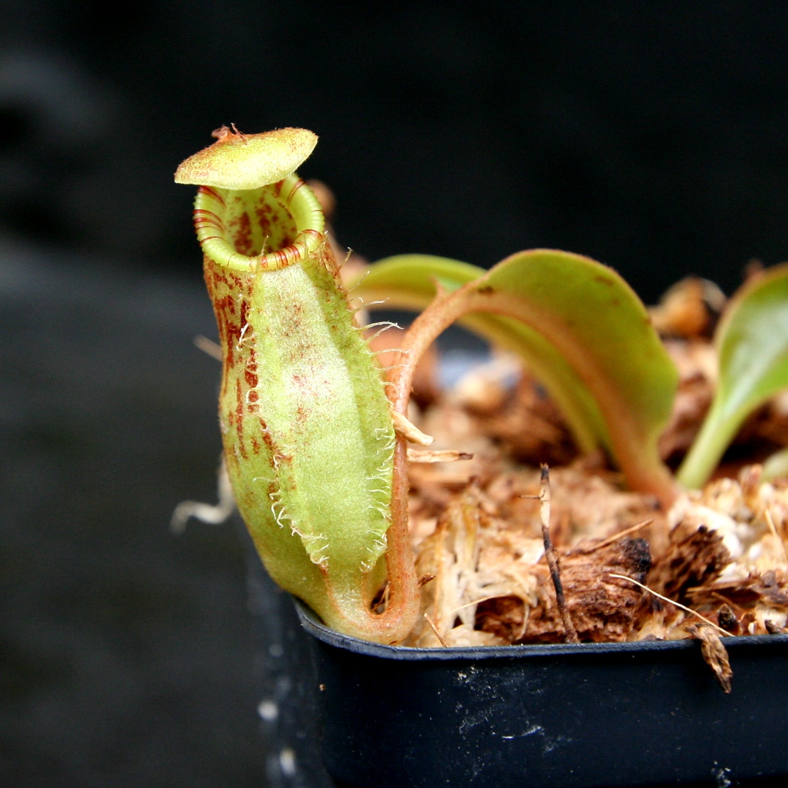 Nepenthes robcantleyi x (aristolochioides x spectabilis) – Carnivero
