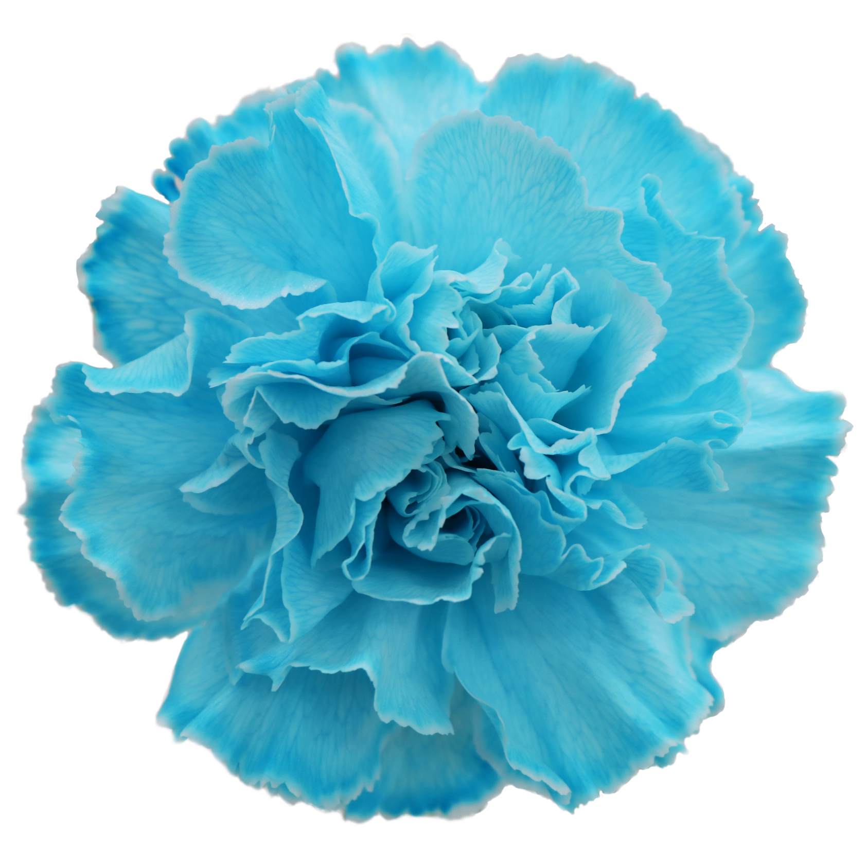 スタンダードカーネーション ティント ブルー - 輸入切花専門商社 株式