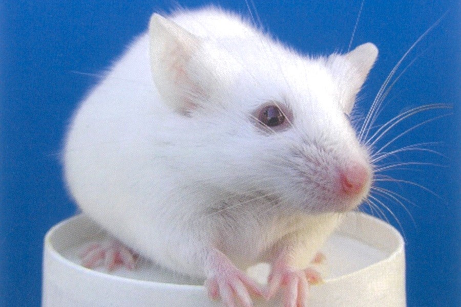 五連ケージ：CL-0206