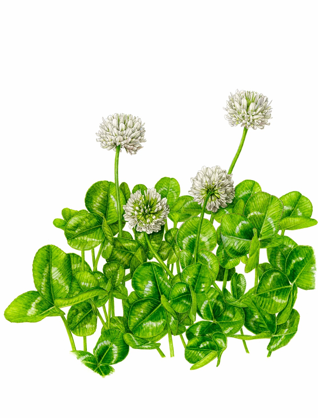 はじめよう植物画（ボタニカルアート）｜講座紹介｜南大高中日文化