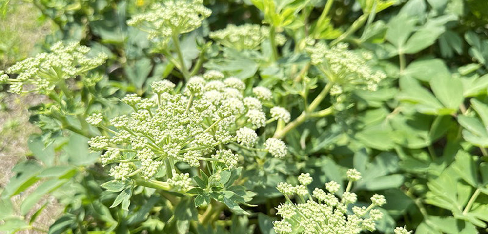 長命草 フラワーエッセンス スプレー フラワーエッセンスのシャンドゥ