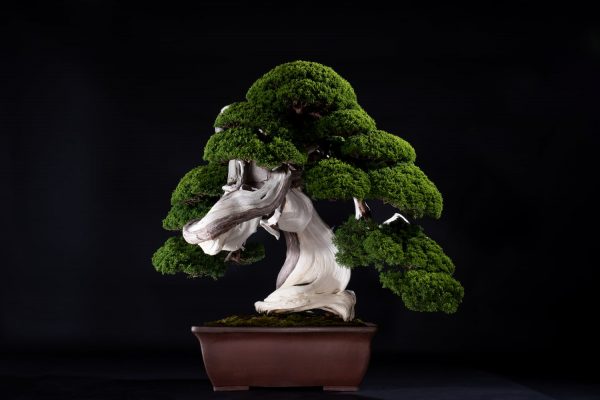 小林國雄による特集記事 我が人生、死ぬまで修業 ～1億円の盆栽を