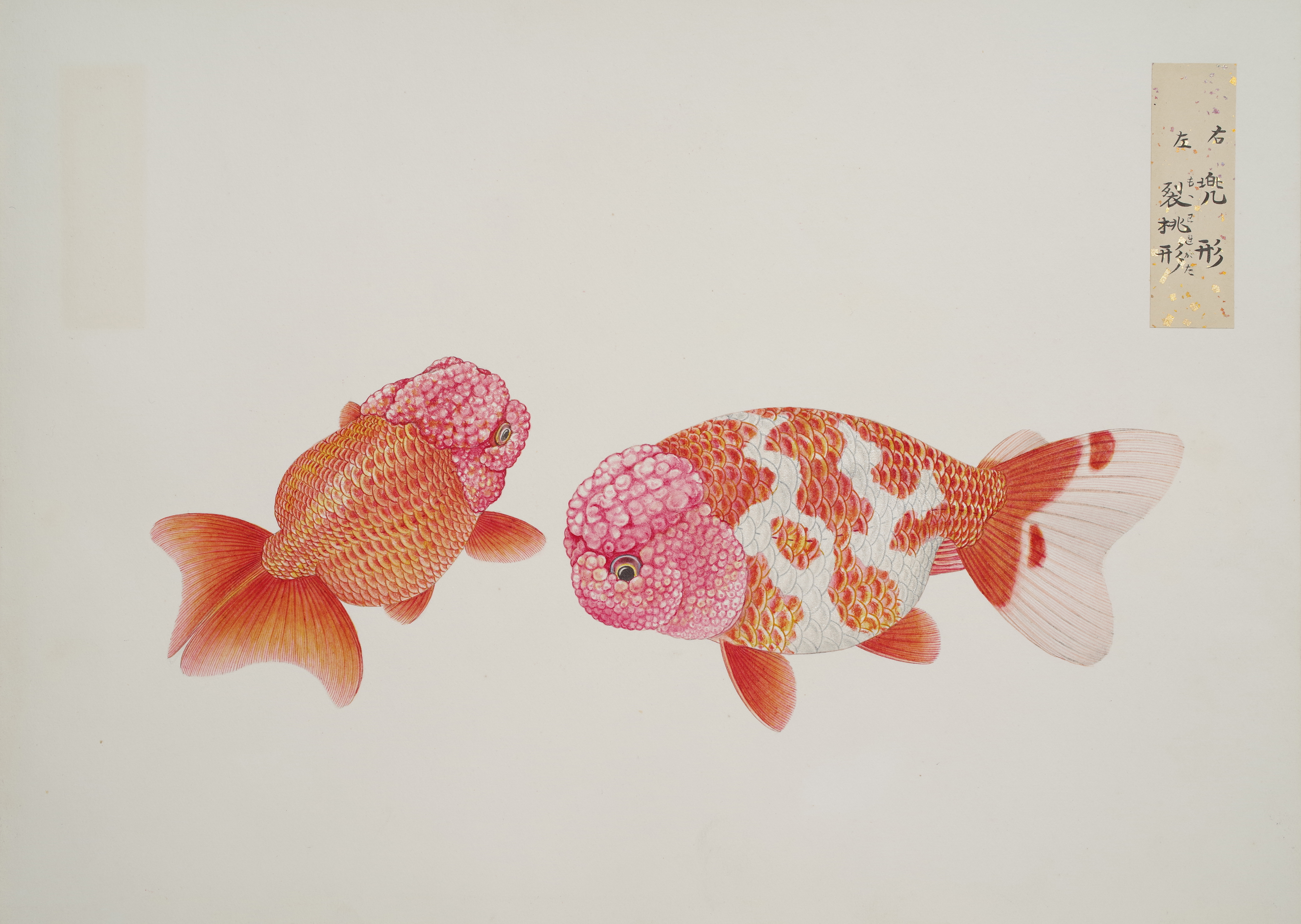 トピックス展 金魚図譜 〜明治の天才博物画家・伊藤熊太郎〜 - 千葉