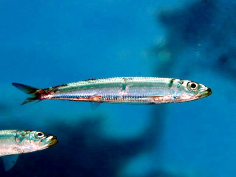 知多半島付近で獲れるイワシを求めて。【知多半島レポ#1】-記事-ち