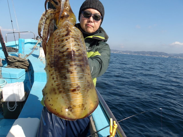 関東で釣れたアオリイカの最新釣果、釣り情報【2026年2月】