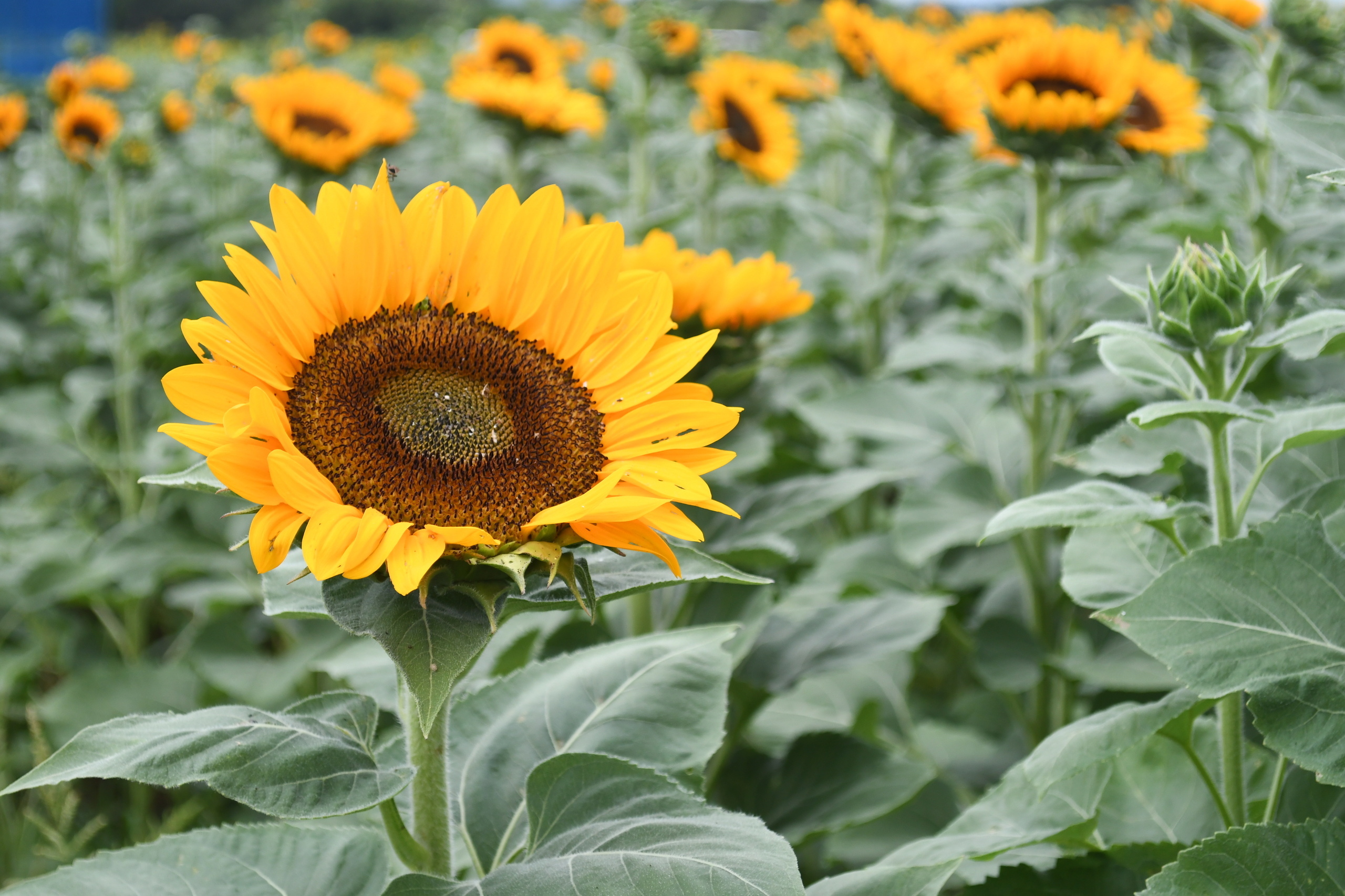 ひまわり ひまわり ひまわりページ ひまわり Amazon.co.jp: ZXHYWYM