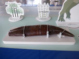 ティラノサウルスの歯化石 修復なし！100％ナチュラル！ ティラノサウルスの歯化石 写真からも