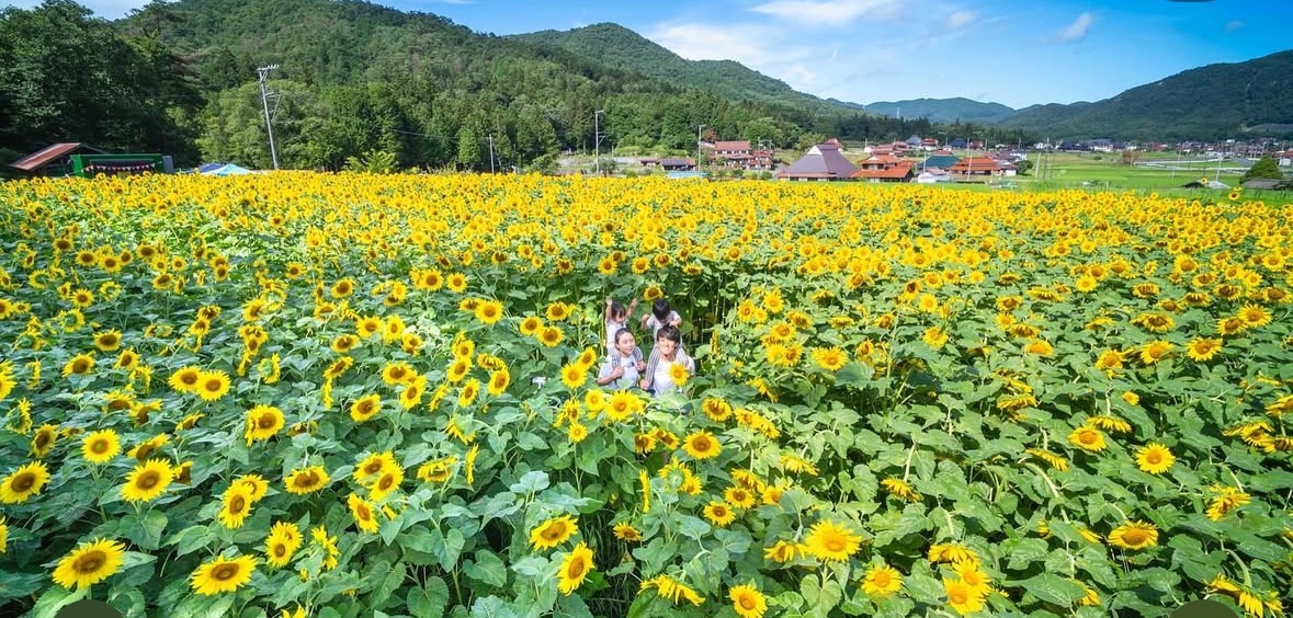 ひまわりプロジェクト／東広島市ホームページ