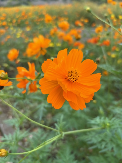 コスモス（錦江湾公園）｜鹿児島市
