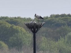 鈴木まもる 絵本と世界の鳥の巣展（2022年7月9日から9月11日） | 市立