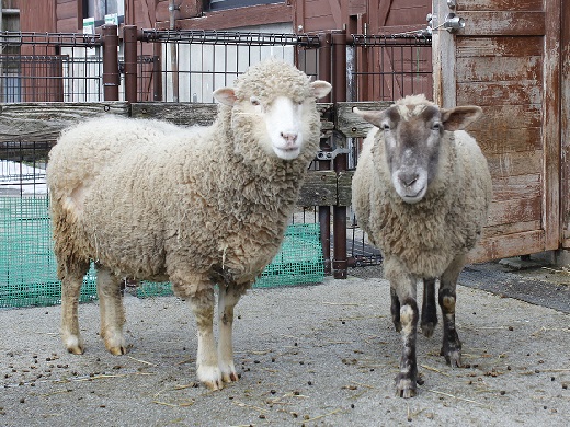 ヒツジ｜秋田市公式サイト