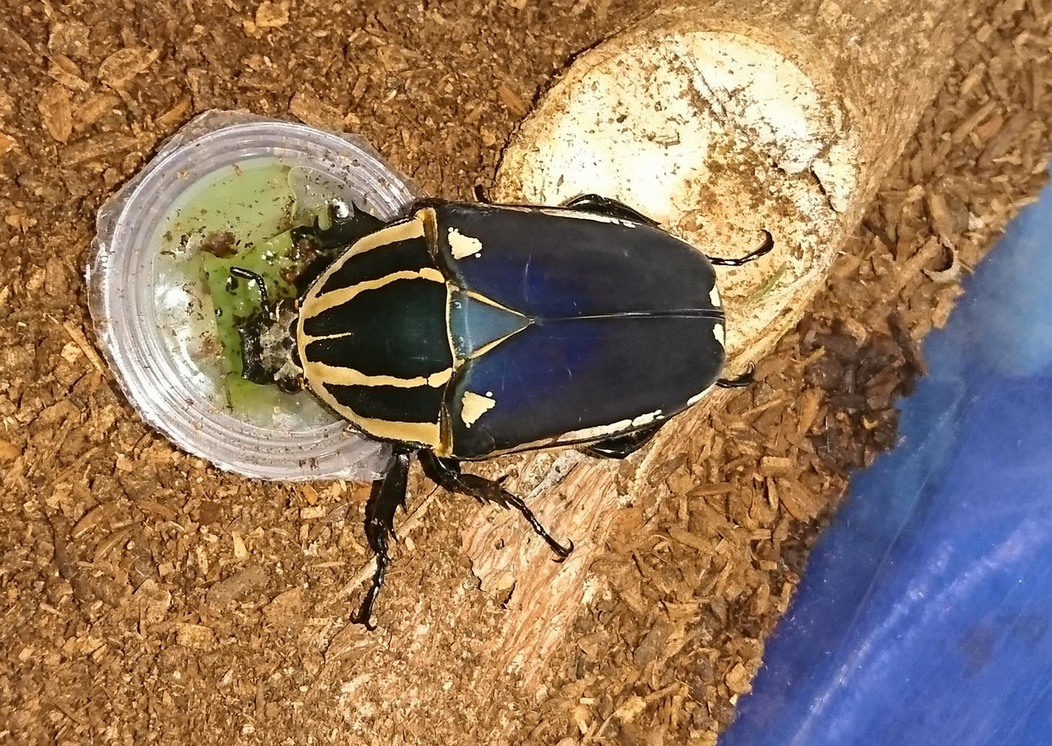 旭川市 旭山動物園 【カナブン襲来】