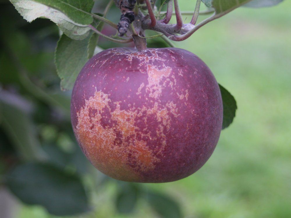 Arkansas Black Apple on G.890 - Cummins Nursery - Fruit Trees