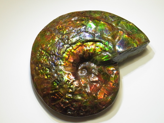 アンモライト原石 アンモライト研究所【化石ジュエリー宝石販売ルーム】