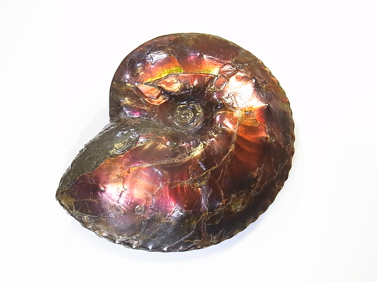 アンモライト原石 アンモライト研究所【化石ジュエリー宝石販売ルーム】