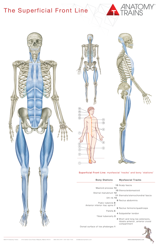 Anatomy Trains 4th Edition Book & Posters - Thomas W. Myers