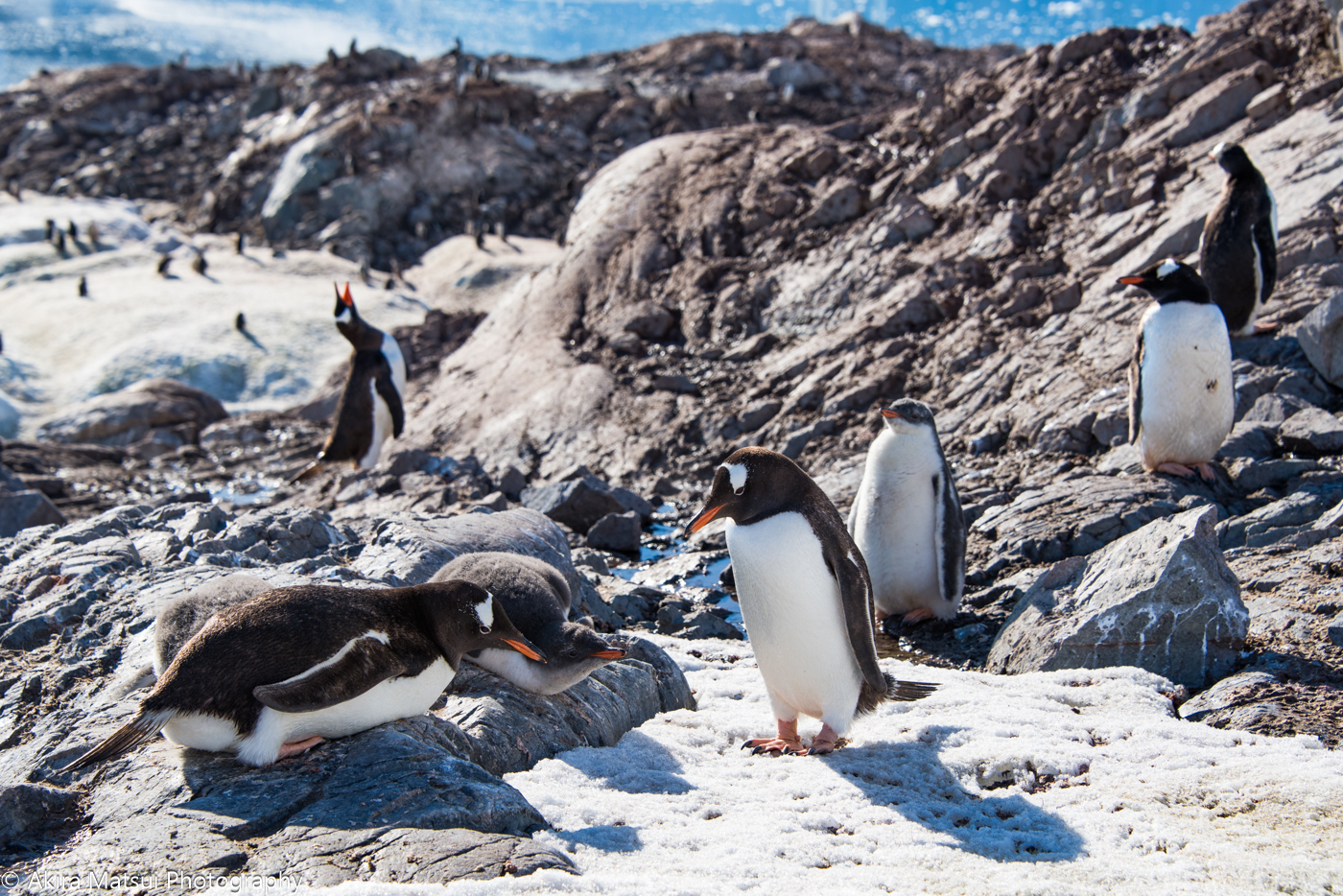 南極に生命溢れるペンギン・コロニーの営み | 風景写真家・松井章のブログ