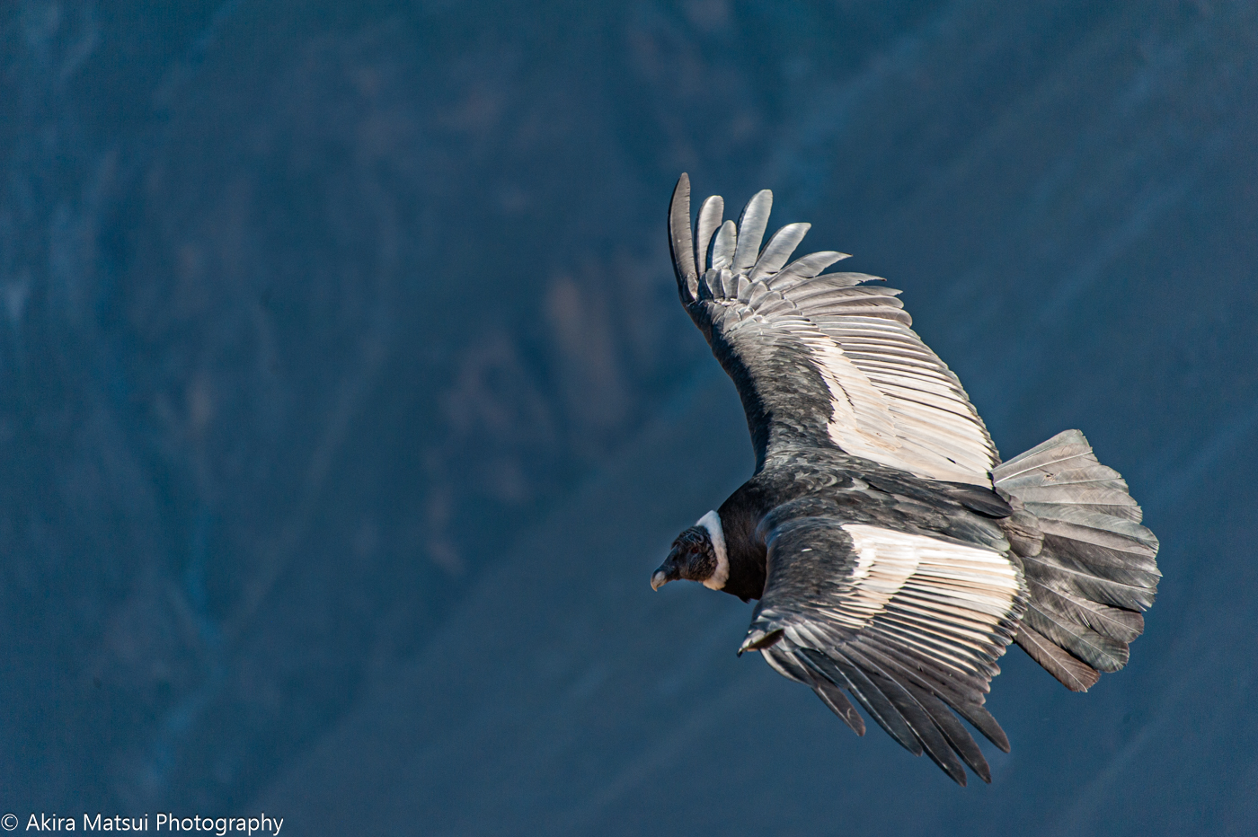 アンデスに舞う世界最大の巨鳥コンドル | 風景写真家・松井章のブログ