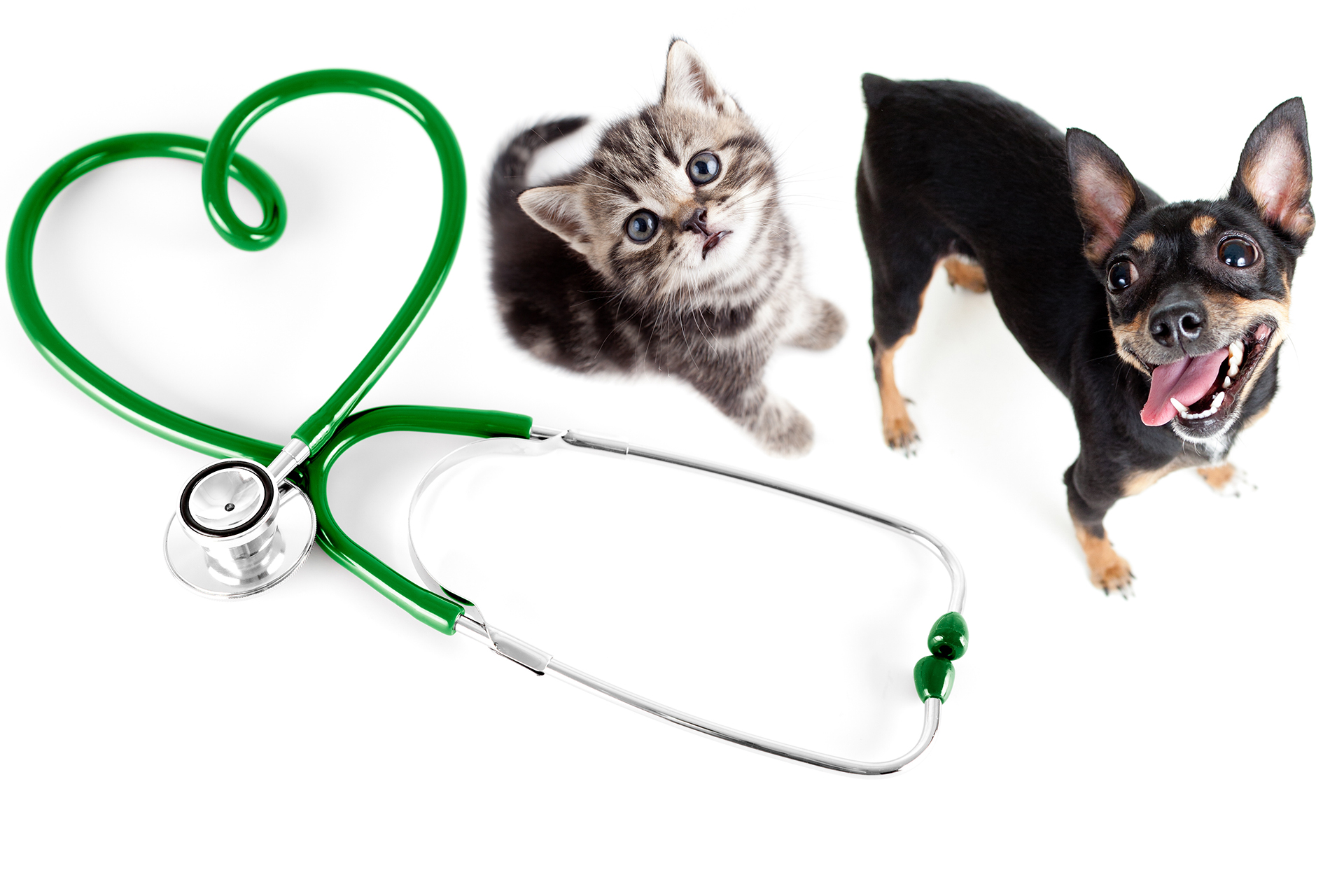 セミナー参加記録｜泉区和泉が丘の動物病院なら、アニマル ライフ