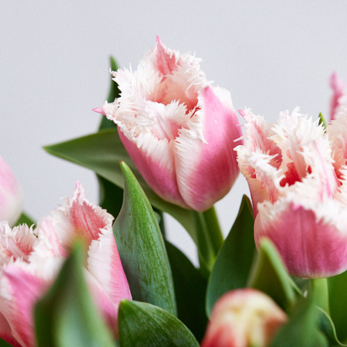 産直】センティアのチューリップ 15本3種ミックス | 青山フラワー