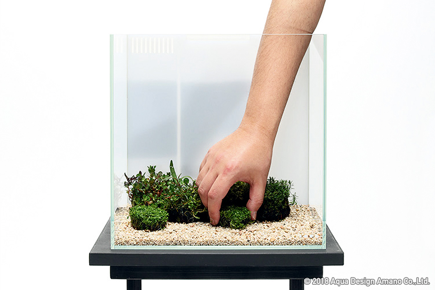 DOOAレシピ】#02「水草の安らぎと癒し」 | AQUA DESIGN AMANO