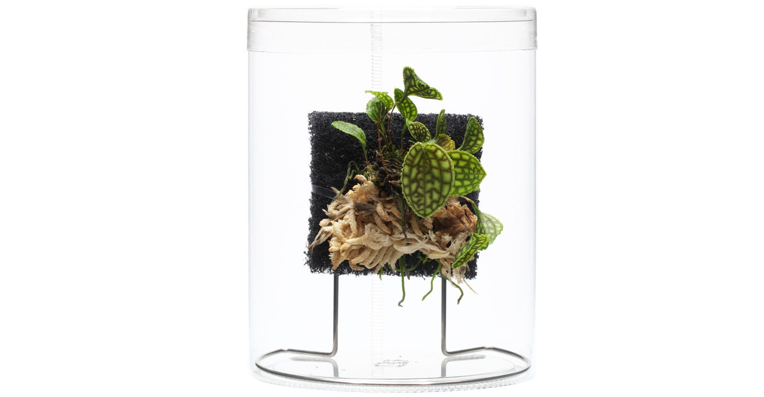 NEW JUNGLE PLANTS 「小型着生ラン」 | AQUA DESIGN AMANO