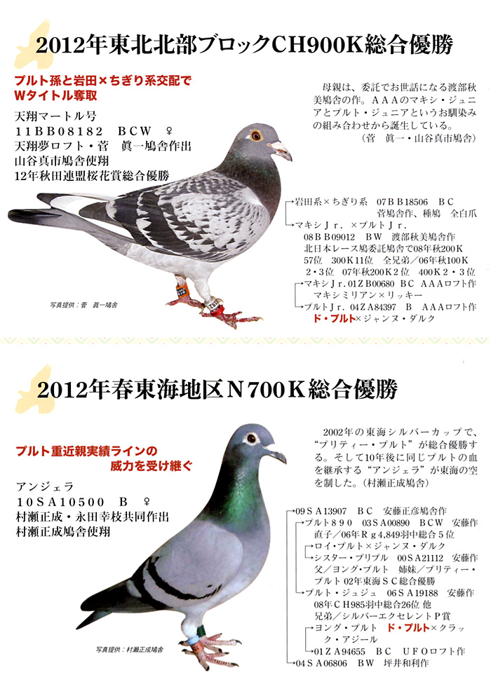 AAALOFT WEBマガジン｜チャンピオンレース鳩の血統が全国の鳩レースで