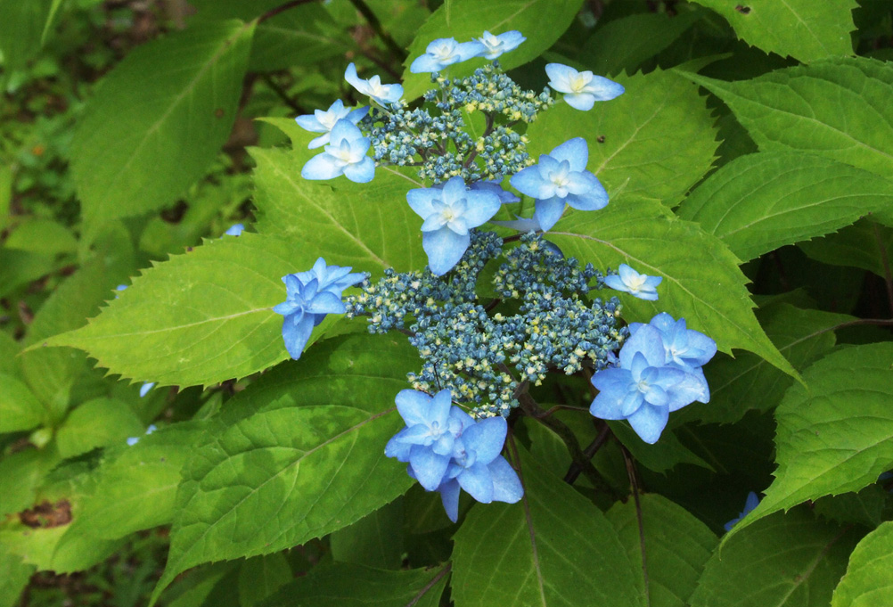 Aboc - アボック社 -アジサイ百科