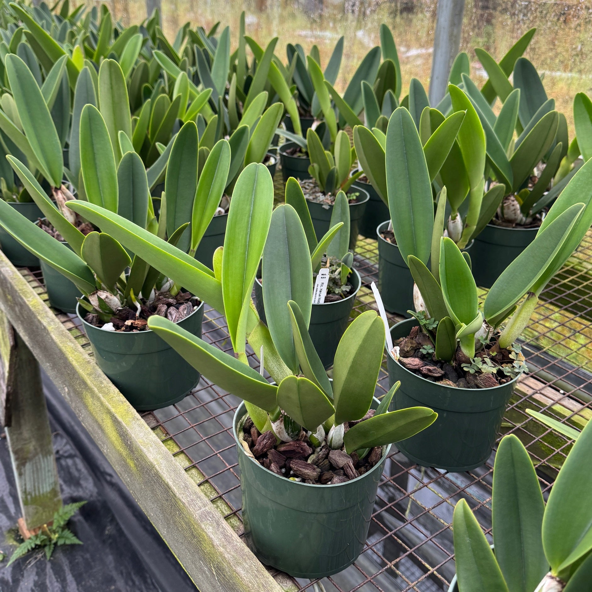 Rlc. Harue Watanabe 'Volcano Queen' (5.5