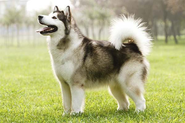 Alaskan Malamute Pictures - American Kennel Club