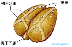 間脳のおはなし | 視床 | 視床上部 | 視床下部 | 松果体 | 脳下垂体