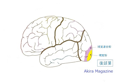 大脳皮質のおはなし | 大脳皮質 | 前頭葉 | 眼窩前前頭皮 | 前頭連合野