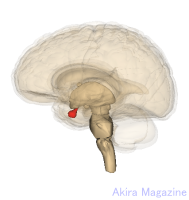間脳のおはなし | 視床 | 視床上部 | 視床下部 | 松果体 | 脳下垂体