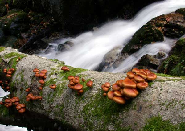 ブナ帯のきのこ図鑑 | 秋田のグリーン・ツーリズム総合情報サイト 美の