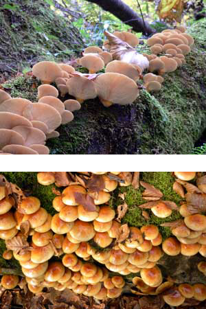 ブナ帯のきのこ図鑑 | 秋田のグリーン・ツーリズム総合情報サイト 美の