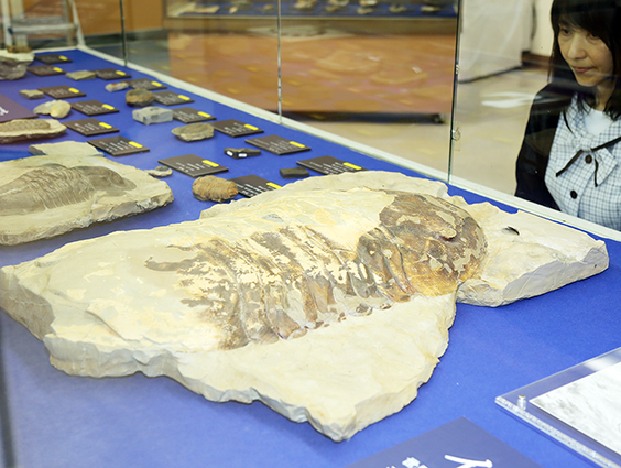赤穂民報｜世界最大級のレプリカも「三葉虫化石展」
