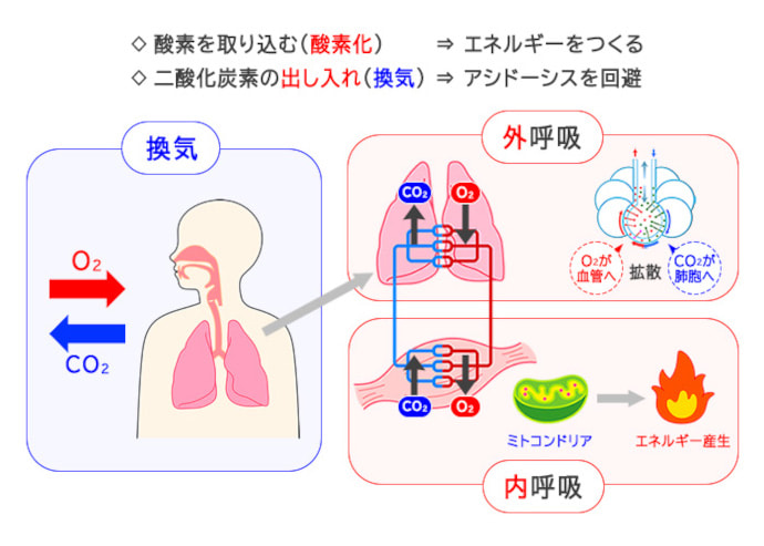在宅人工呼吸療法(HMV)の種類｜NPPV、TPPV｜観察項目など｜看護師向け