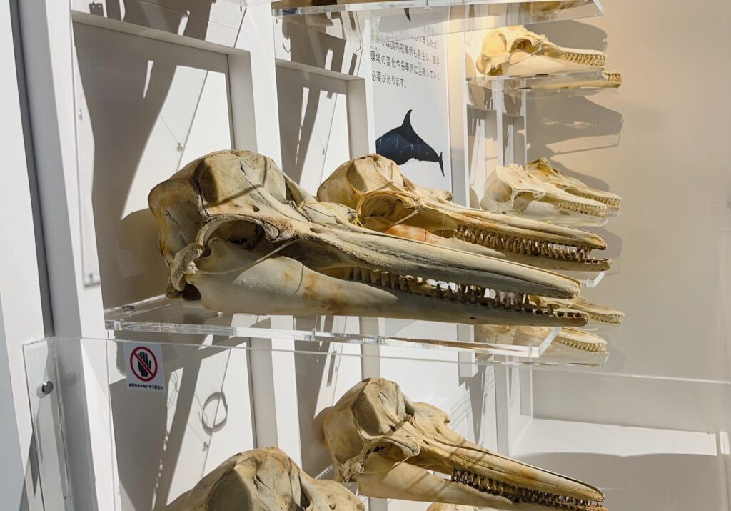イルカの骨格 | アルパイン設計事務所 新卒採用