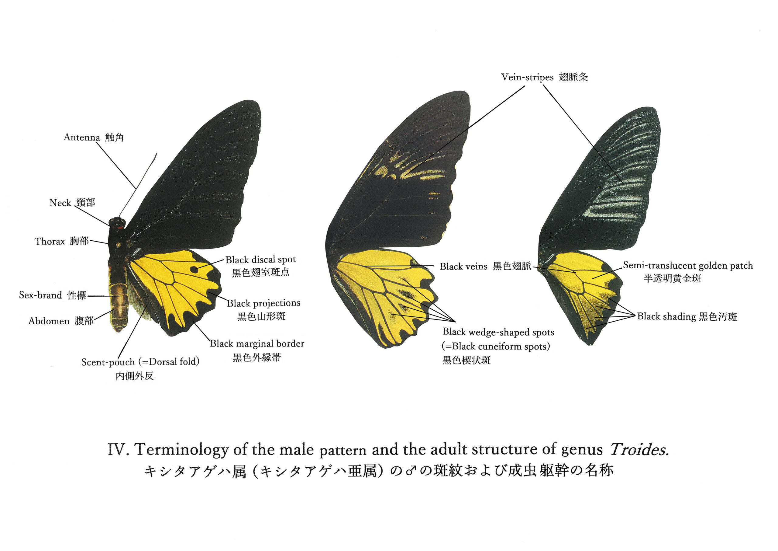 chimaera（キマエラトリバネアゲハ） | トリバネアゲハデジタル大図鑑