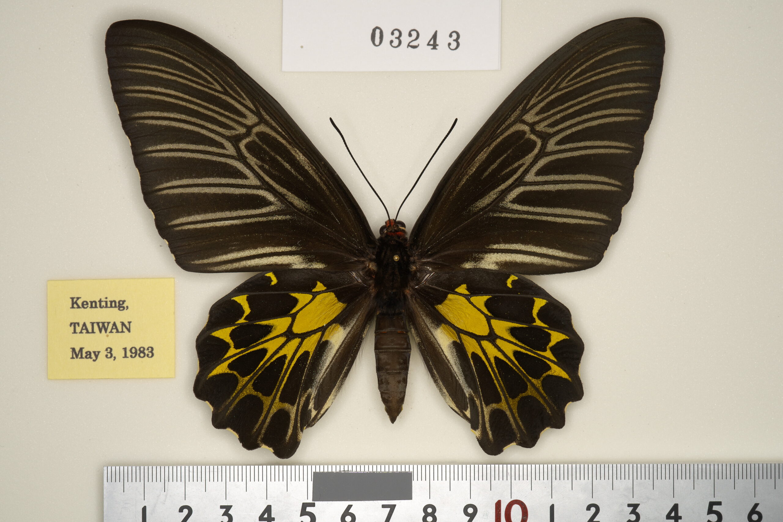 281-03242 | トリバネアゲハデジタル大図鑑（大屋崇コレクション）