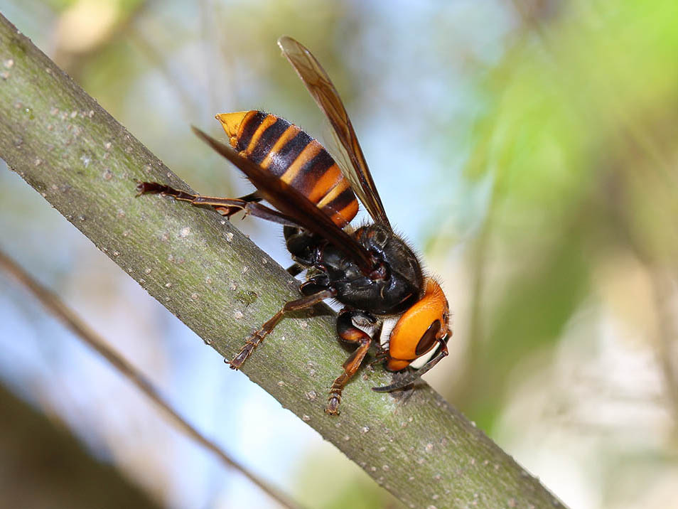 生垣や庭木にスズメバチがやって来る理由｜上野高敏 -Takatoshi UENO-