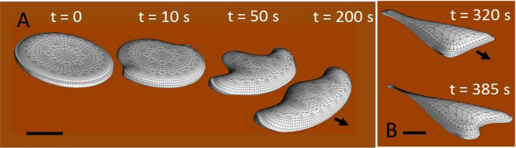 洋書 The Dynamics of Cellular Motility The Cytoskeleton and Cell