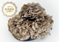 main_maitake1_icon.jpg