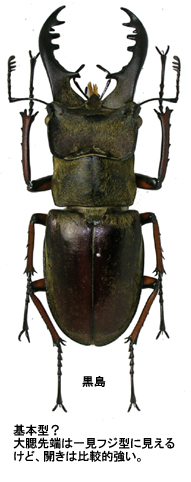 日本のミヤマクワガタについて知っていること