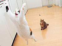 asahi.com：「そらとぶねこ」世界も驚く、飛びっぷり！ - コミミ口コミ